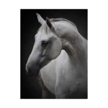 Trademark Fine Art Avishai Avivi 'Maggie Horse' Canvas Art, 35x47 1X07985-C3547GG